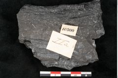 Foto (Detailansicht) von Asplenium hochstetteri Unger (NHMW-GEO-2024-0188-10300)